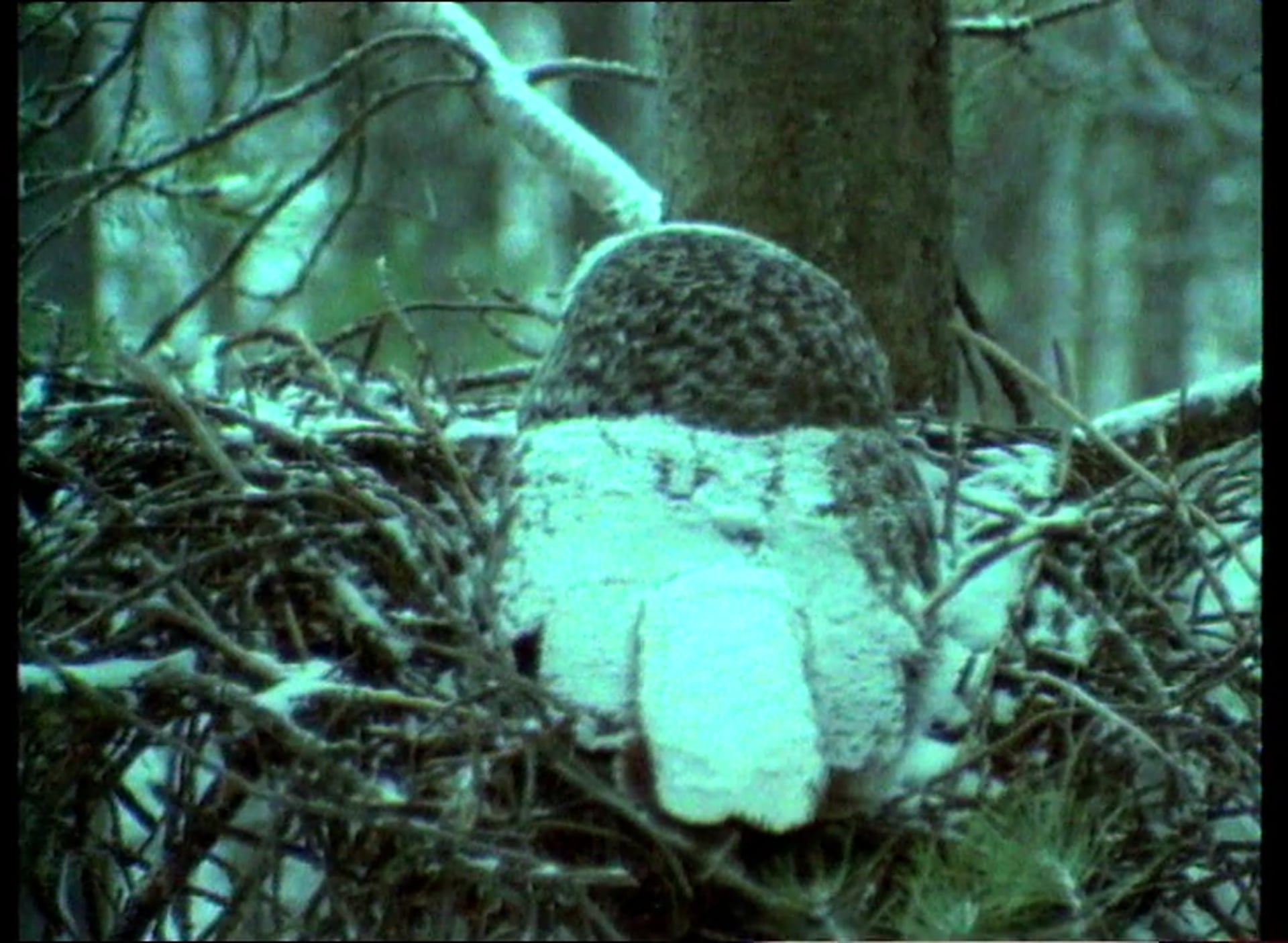 The Owl and the Octopus