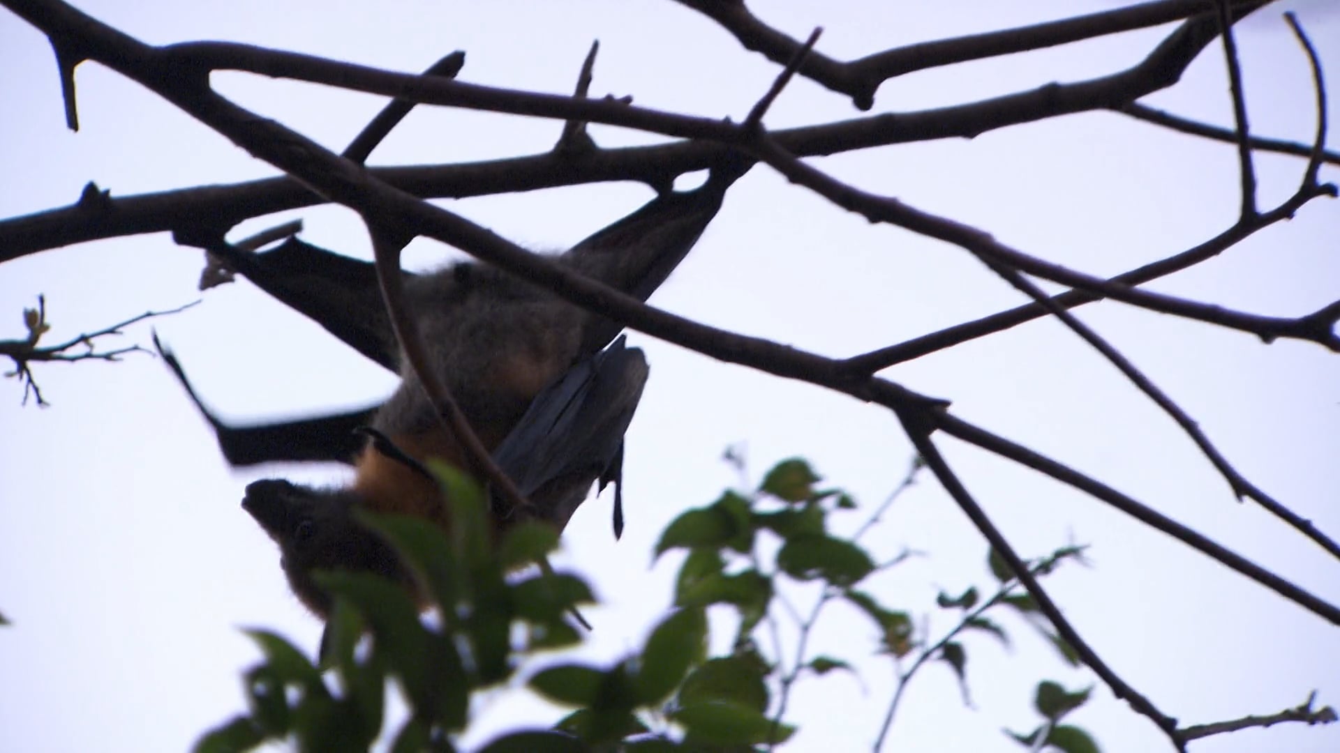 Sea Eagle & Perentie
