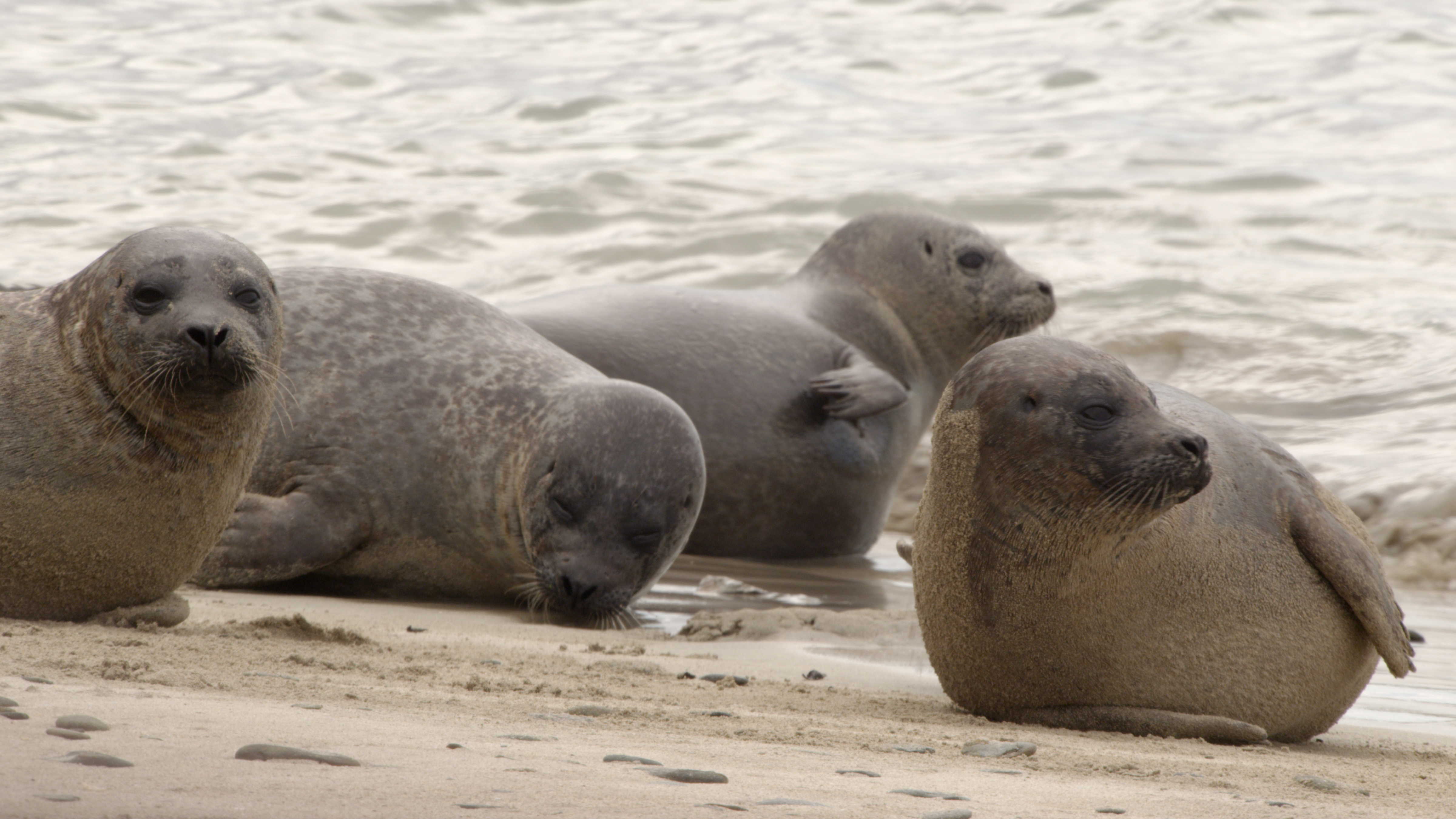 Seals