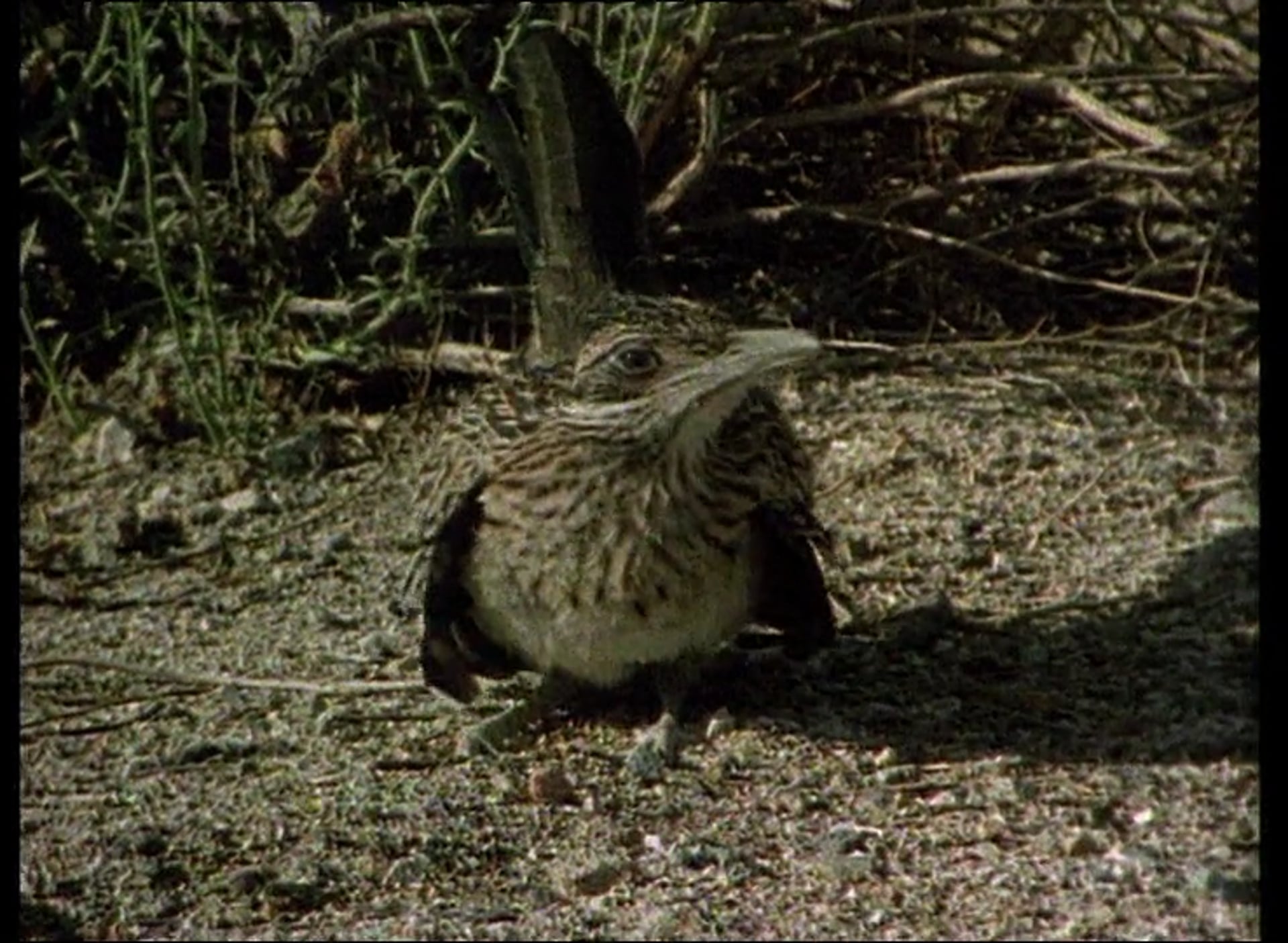 The Gila Monster and the Kangaroo Rat