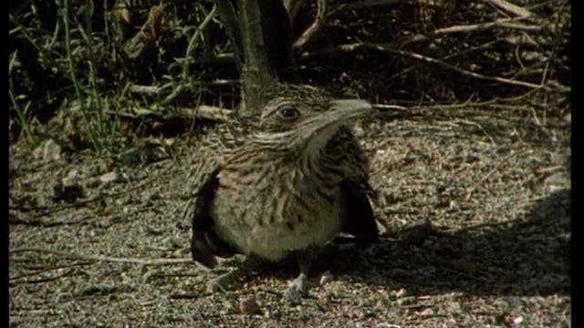 The Gila Monster and the Kangaroo Rat