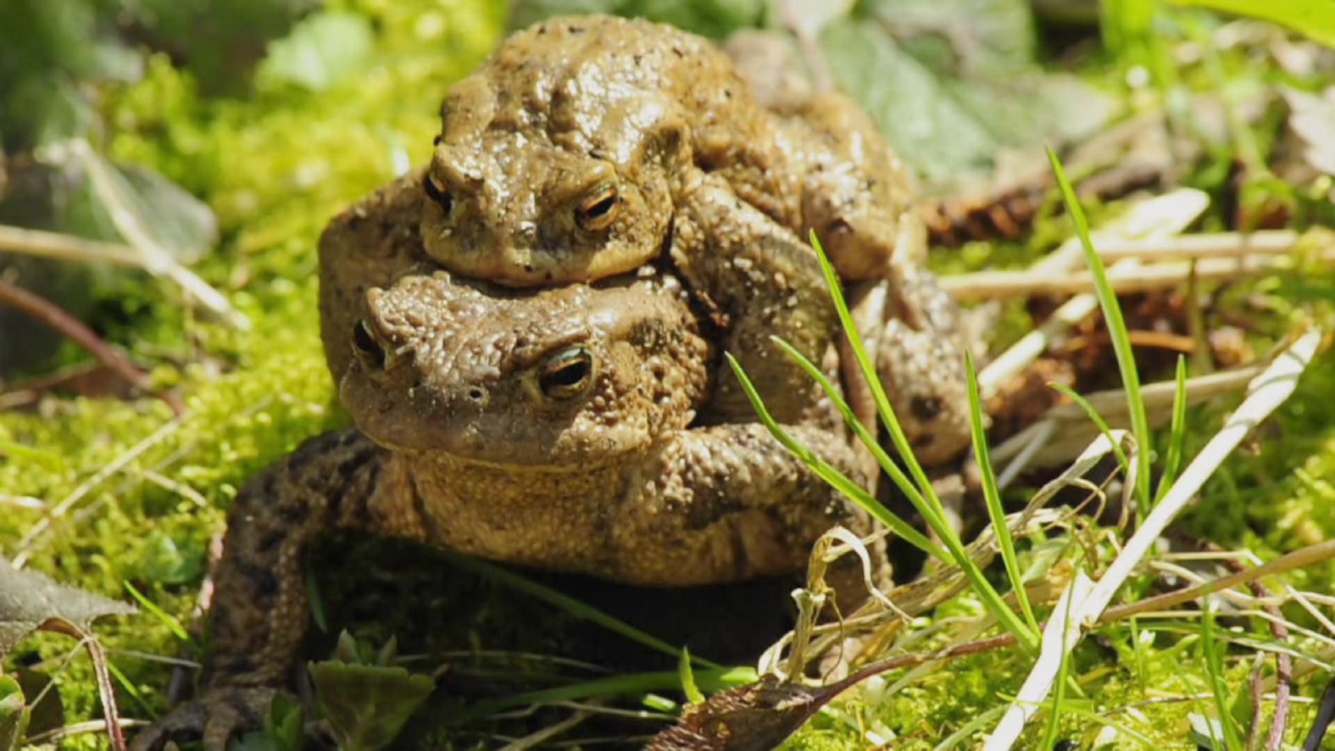 King Brown Snakes & Box Jellyfish