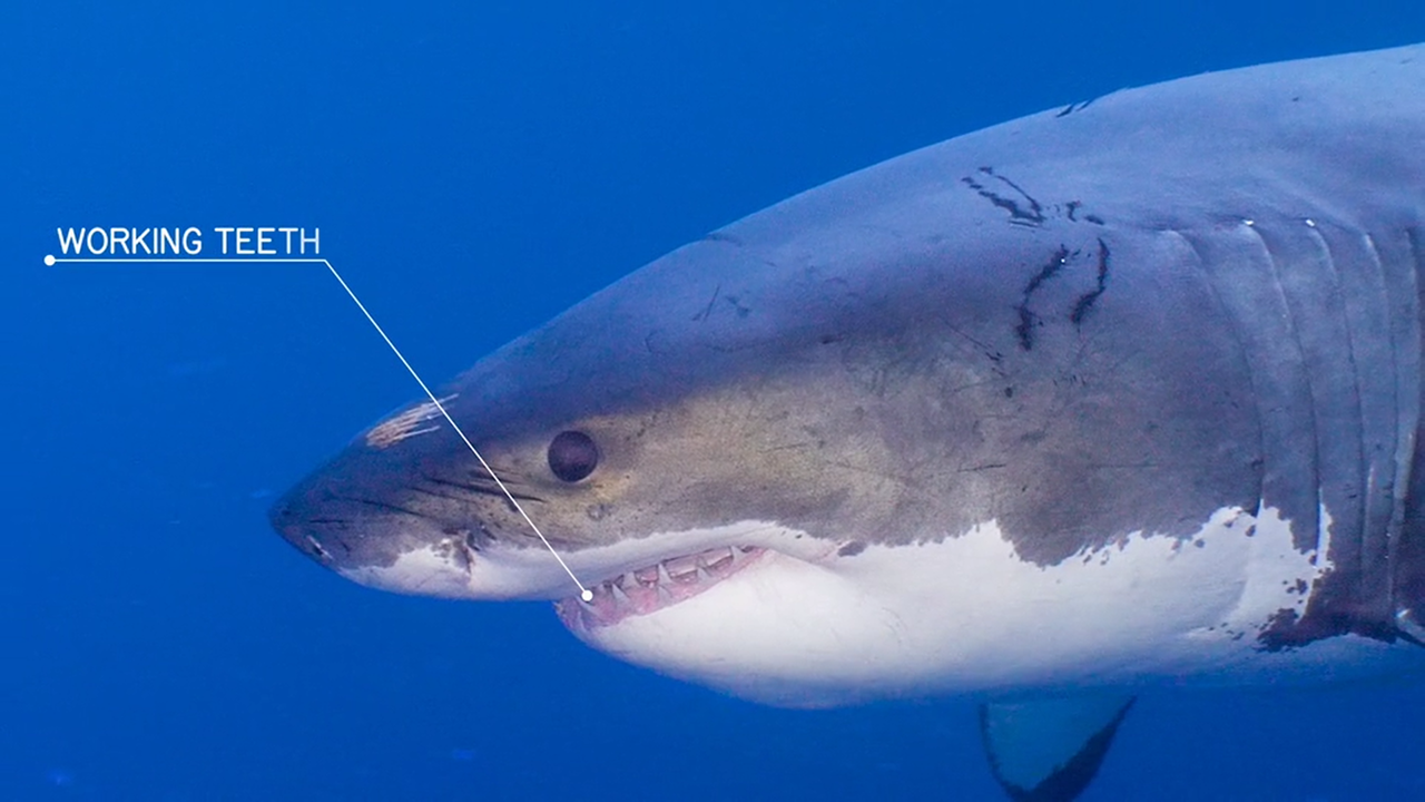 Coyote Peterson: Great White Sharks