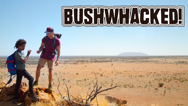 Bushwhacked! - Whaleshark