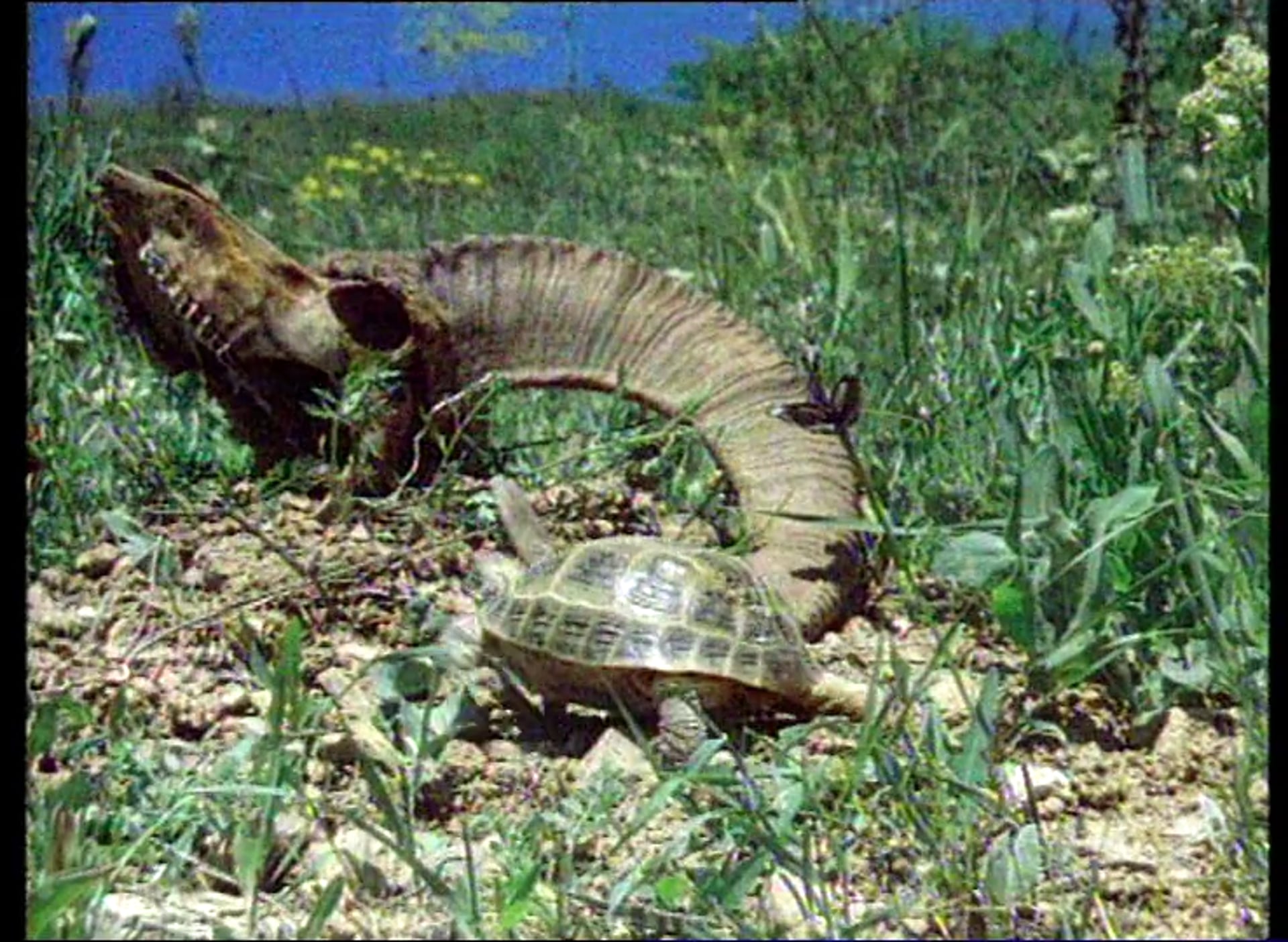 The Crocodile and the Armadillo