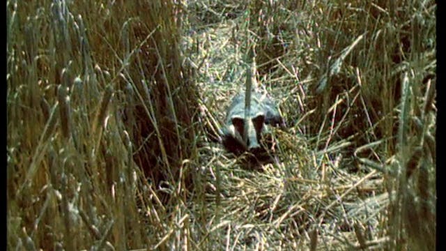 Jim Henson's Animal Show: The Badger ...