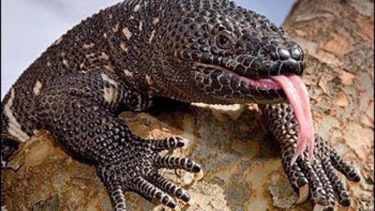 The Giant Gila Monster