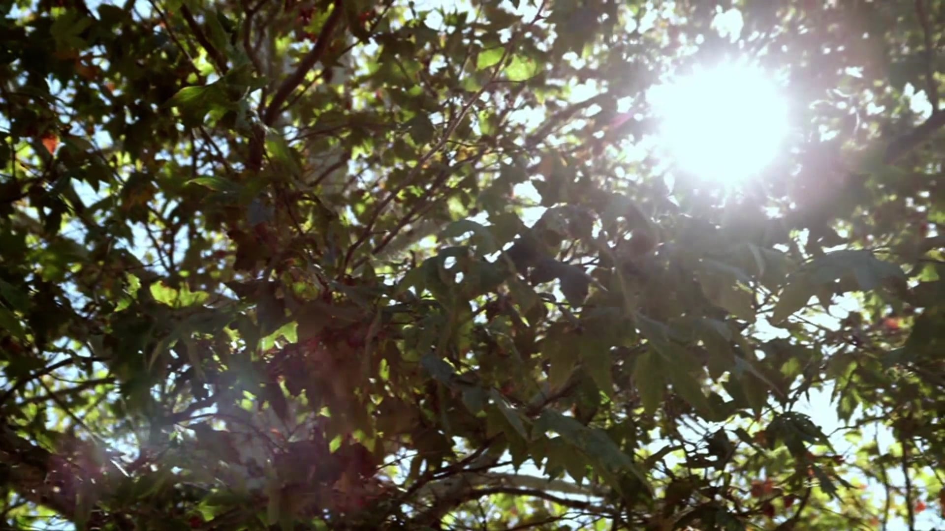 The Sparrows Nesting Full Movie