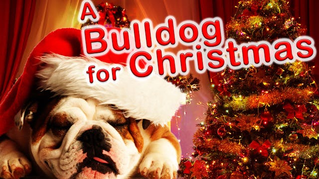 Bulldog for Christmas