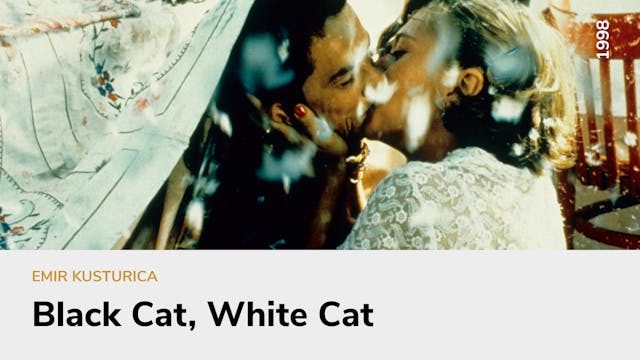 Black Cat, White Cat