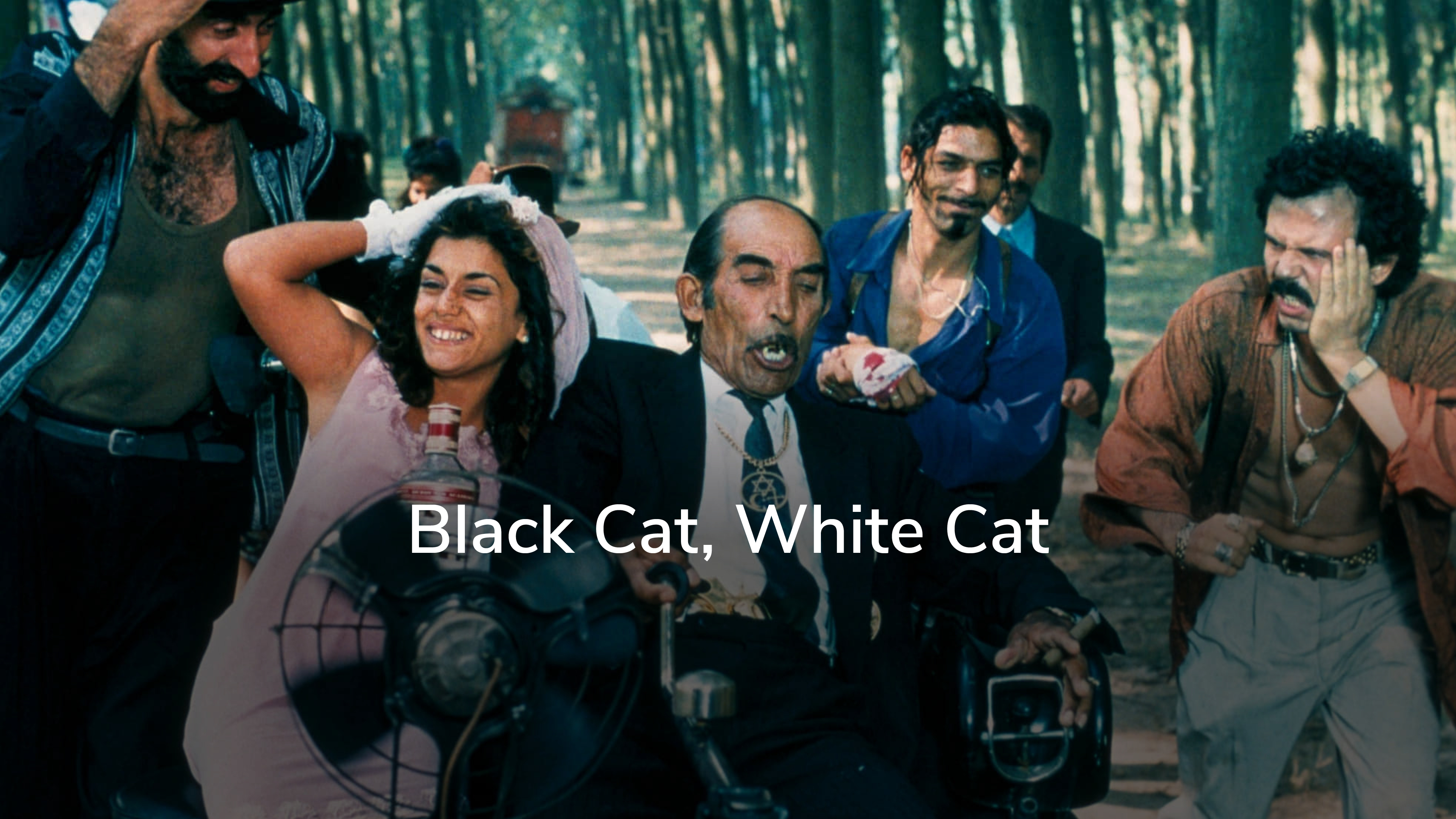 Black Cat, White Cat