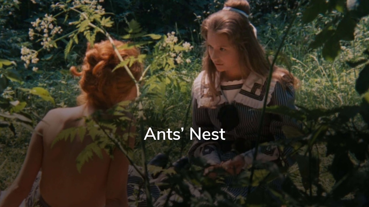 Ants’ Nest