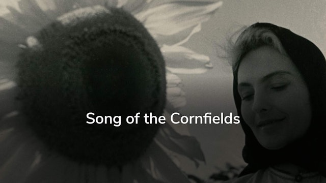 Song of the Cornfields