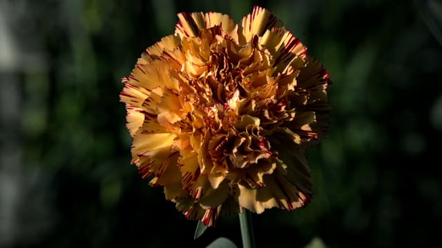 Carnations