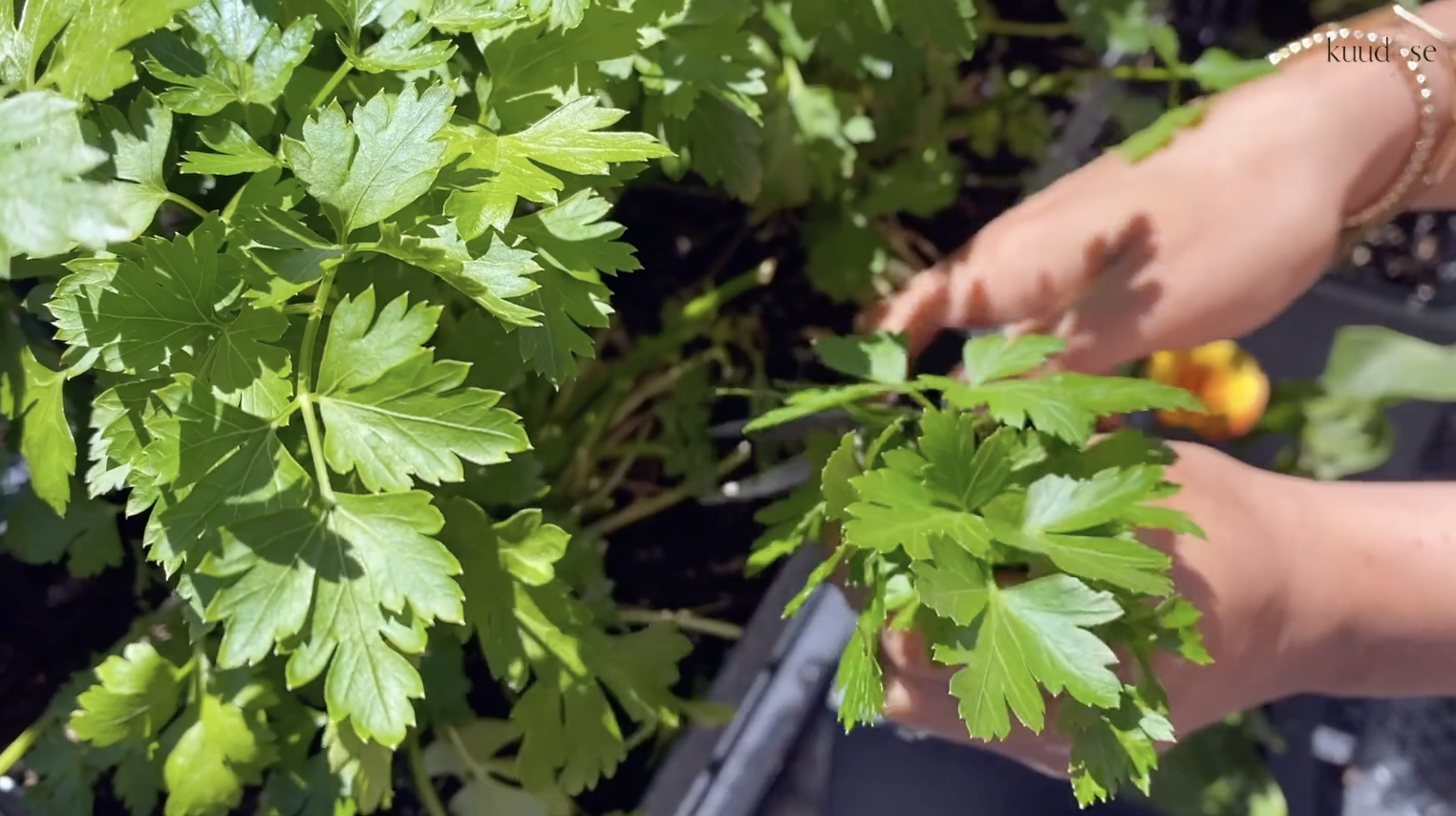 Watermelon Feta Salad