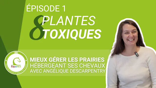 8 plantes toxiques pour vos chevaux