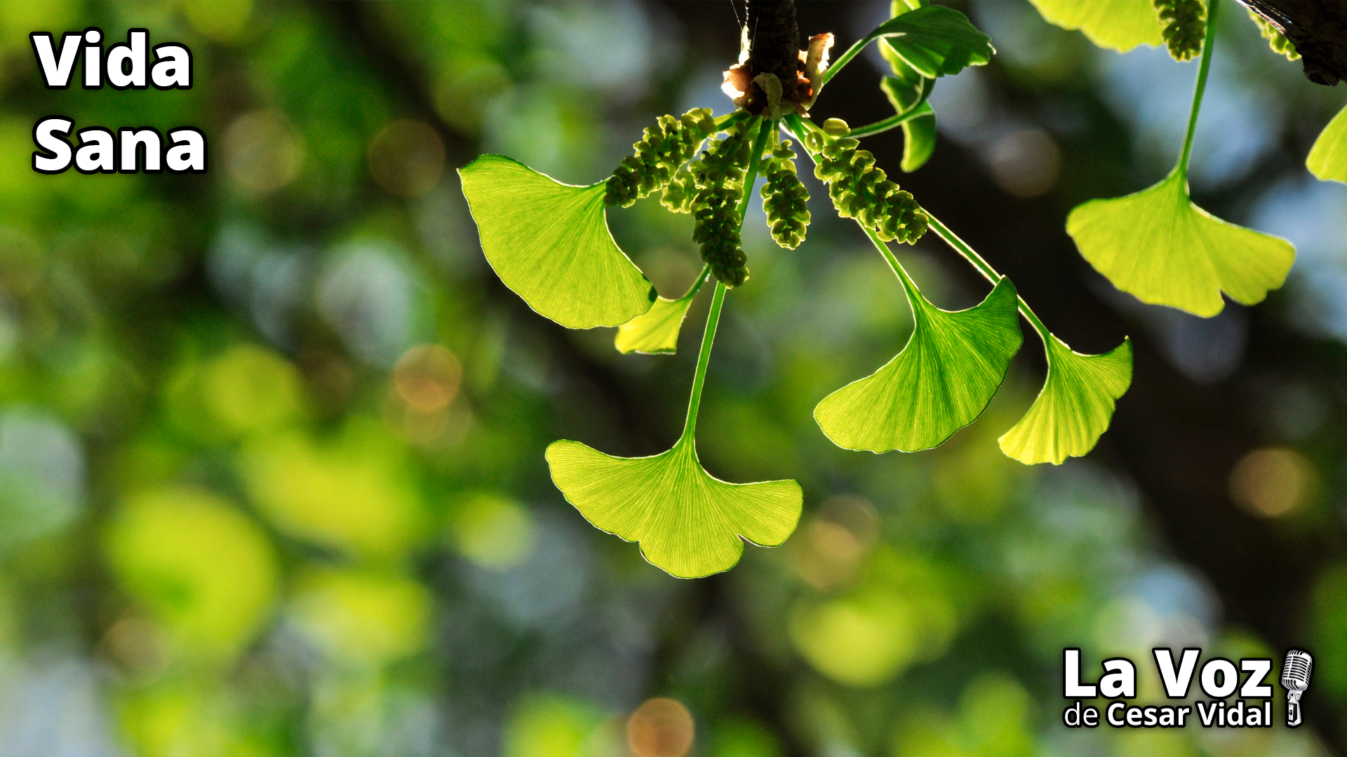 Historia del Ginkgo biloba - 26/03/25