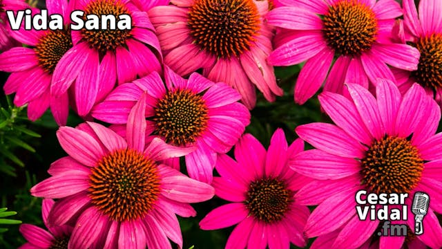 Echinacea Purpurea - 04/12/24