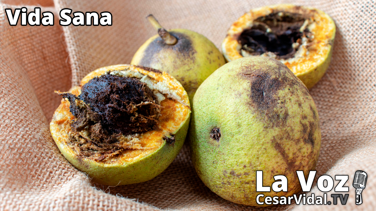 Nogal Negro - 24/11/21