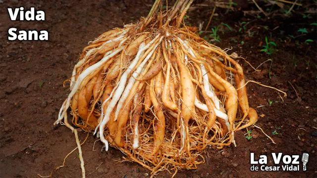 Menopausia sin fármacos: el poder del...