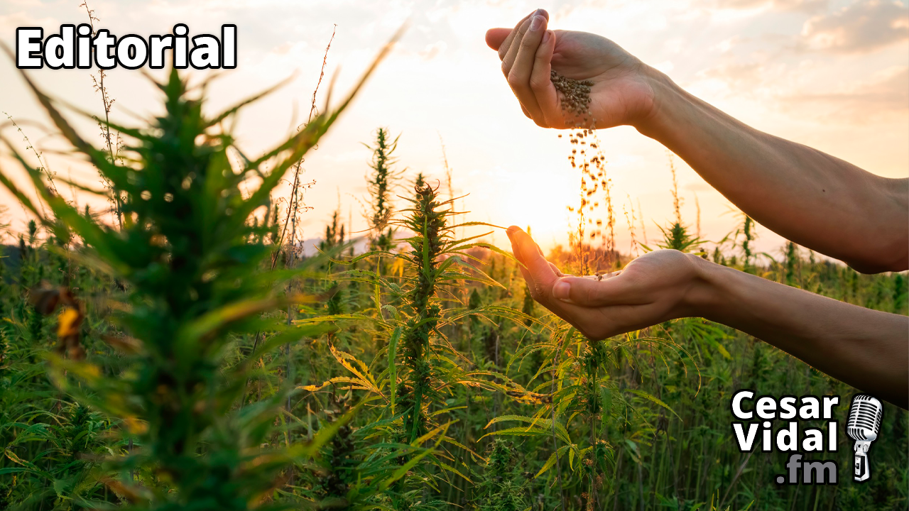 La marihuana avanza legalmente en Estados Unidos - 25/11/22