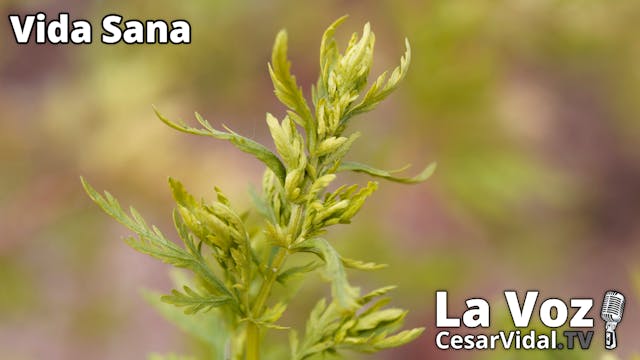 Artemisia Annua: El té medicinal chin...