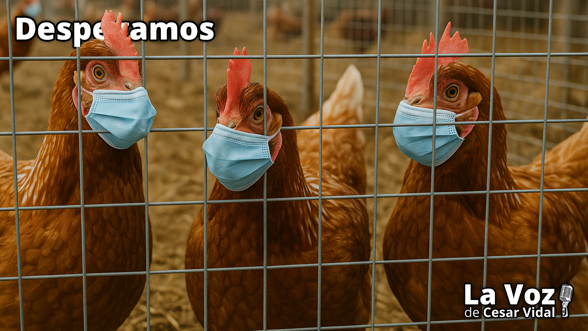 Fin bloqueo EEUU, confinamiento aviar, subvención IA y victoria húngara