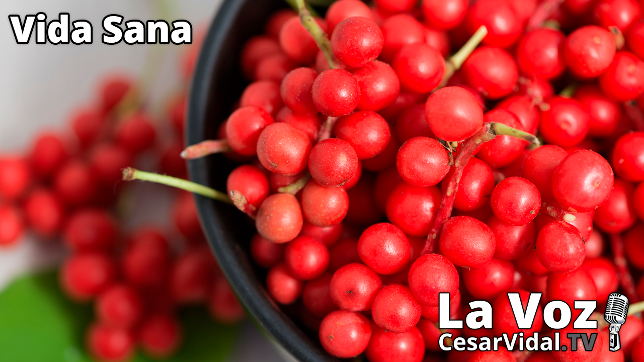 La Schizandra: Una joya escondida (3) - 26/01/22