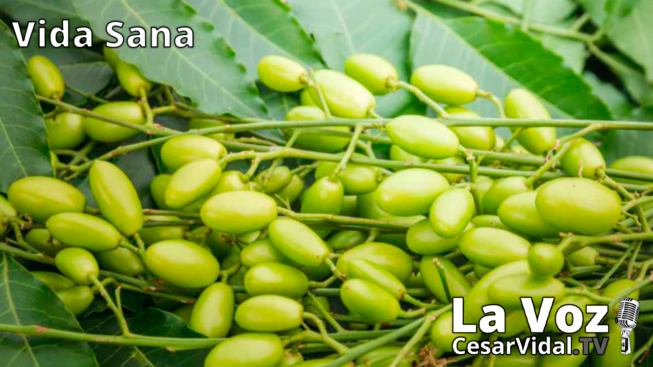 El árbol maravilla. El poderoso aceite de Neem - 14/10/20
