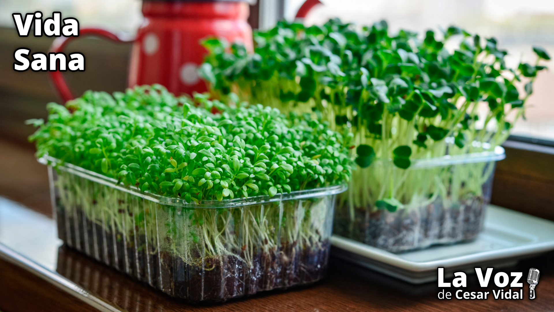 El mejor producto anti-cancerígeno - 06/05/25