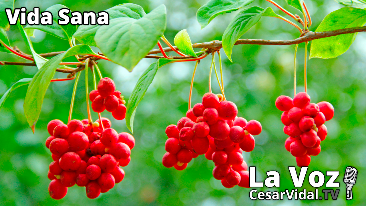 La Schizandra: Una joya escondida (2) - 19/01/22