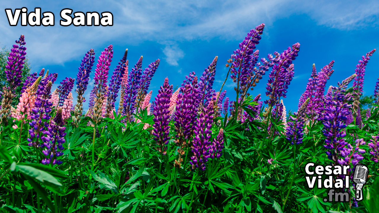 Pimienta de monje y los desequilibrios hormonales - 17/10/24