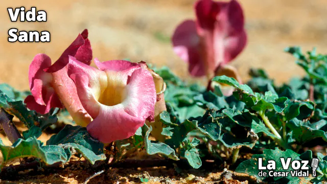 La Garra del Diablo - 25/03/26