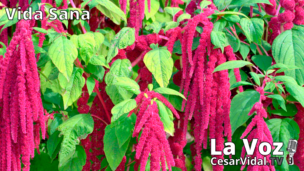 El Amaranto: El rey de los pseudocereales - 07/04/21