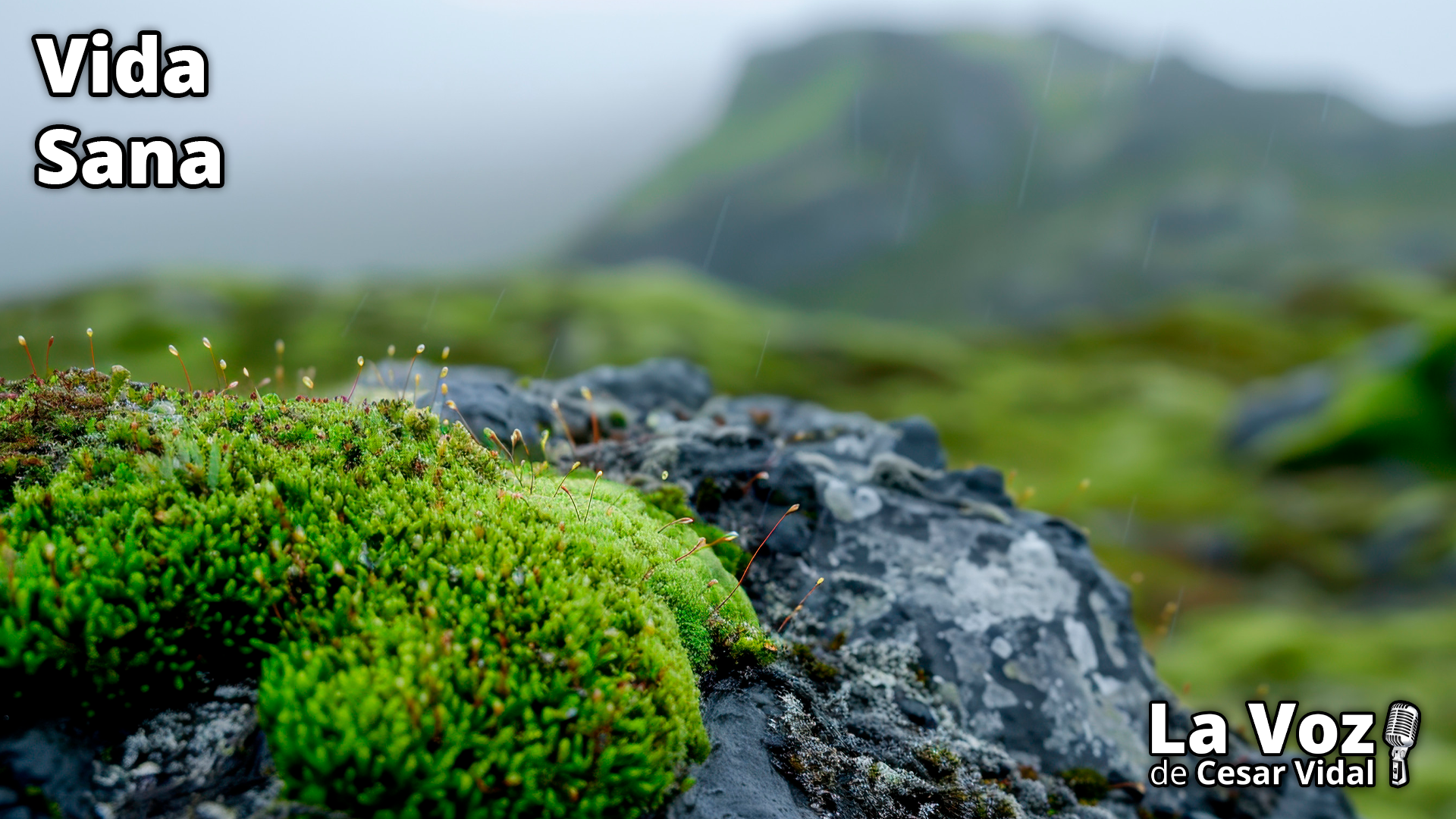 El regalo de los elfos para los pulmones y los fumadores - 14/01/26