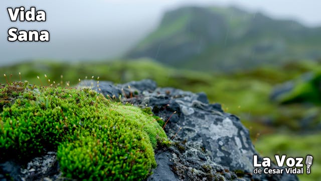 El regalo de los elfos para los pulmo...