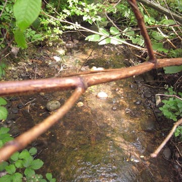 Starzenbach_20170714, 30 minutes in