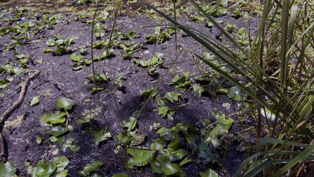 20180212_Melaleuka-Swamp_part1_5135-5200