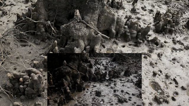 20180618_Lucinda Mangroves_Walk2