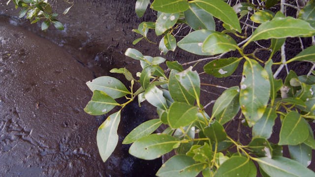 20180213_Amity Swamp_7635-7935