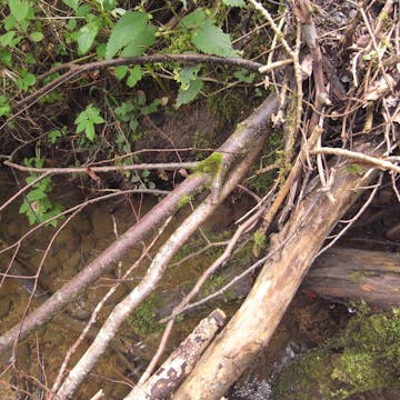 Zellerbach_20170711, 90 minutes in