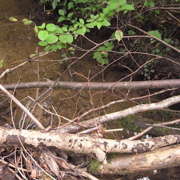 Zellerbach 20170711_1080_min90