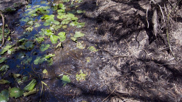 Melaleuca Swamp_20180212_1080_10min1