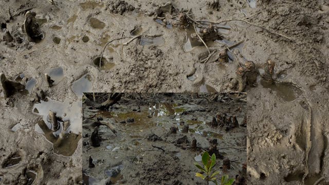 20180618_Lucinda Mangroves_Walk1_0210...