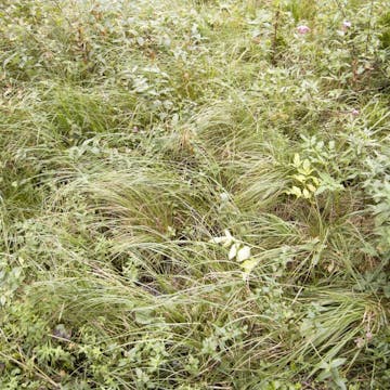 Eichgraben_20170809, 60 minutes in