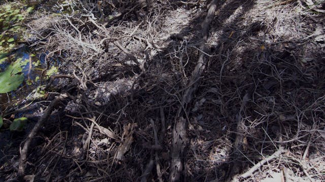 20180212_Melaleuka-Swamp_Part1_0550-0610