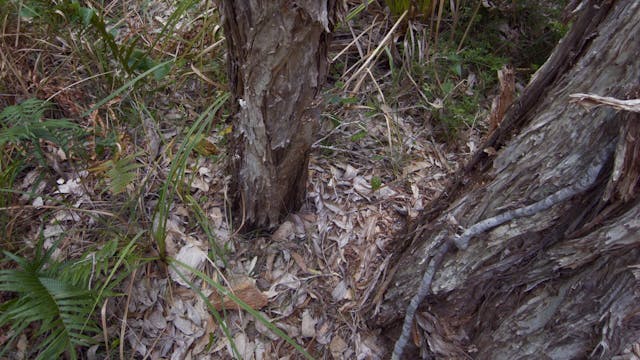 20180122_Melaleuka-Swamp_3630-3700
