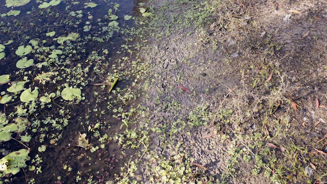 20180615_Tyto Wetlands_Walk 2_00-10