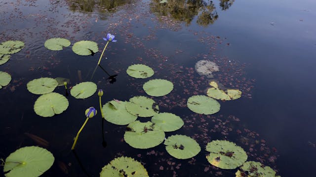 20180615_Tyto Wetlands_Walk 5_2310-2334