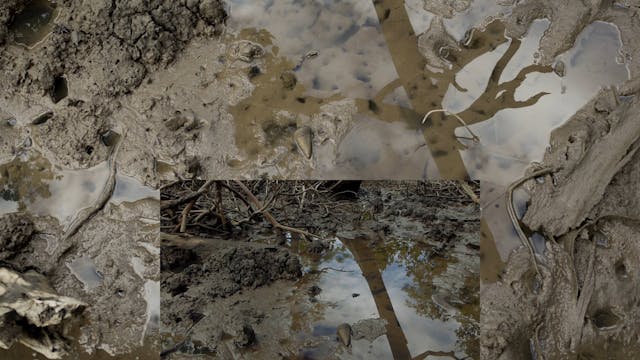 20180618_Lucinda Mangroves_Walk1_0300...